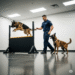 protection dogs, protection dogs training, dogs training tips