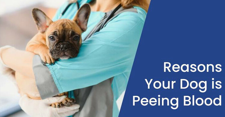 dog peeing blood